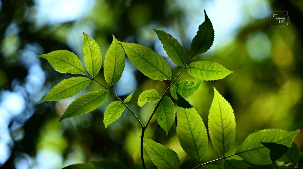 naturoterapia